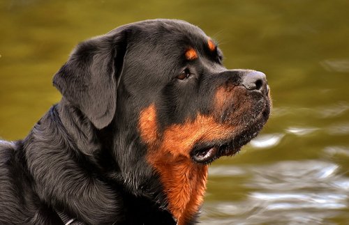 rottweiler-3477556_960_720_resized Permis pour chien catégorisé