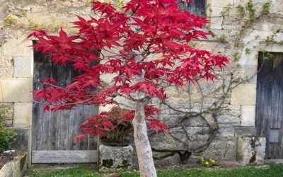 Arbres en miniature
