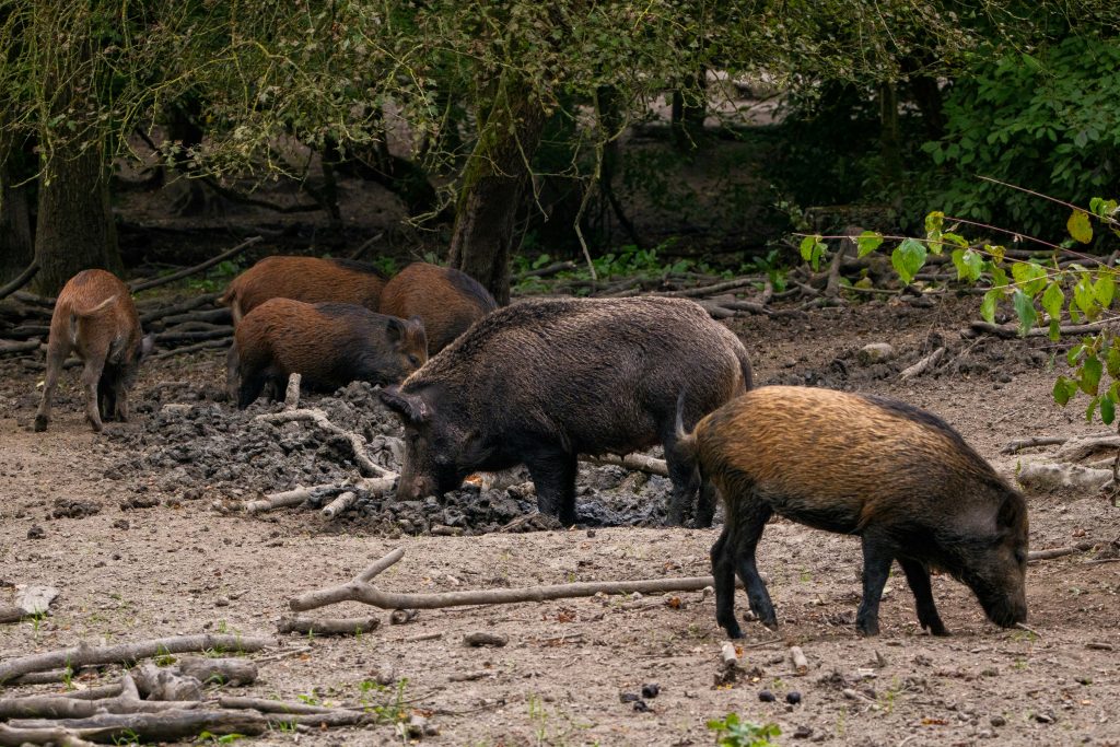 sangliers_chasse